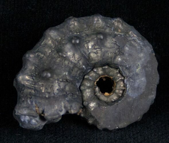 Pyritized Ammonite From Russia - #7288